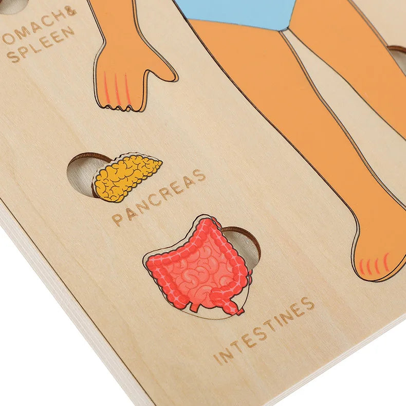 Montessori Human Body Puzzles Busy Board Body Parts Teaching Educational Anatomy Toy for Kids Children Early Learning Games